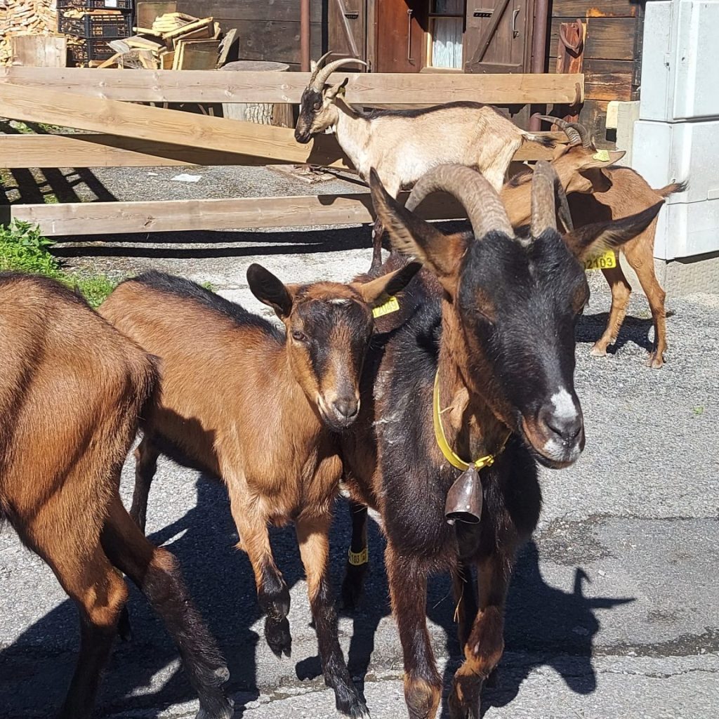 lindarets goat village
